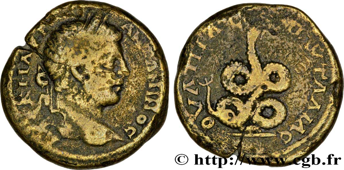 CARACALLA Hexassaria TB+