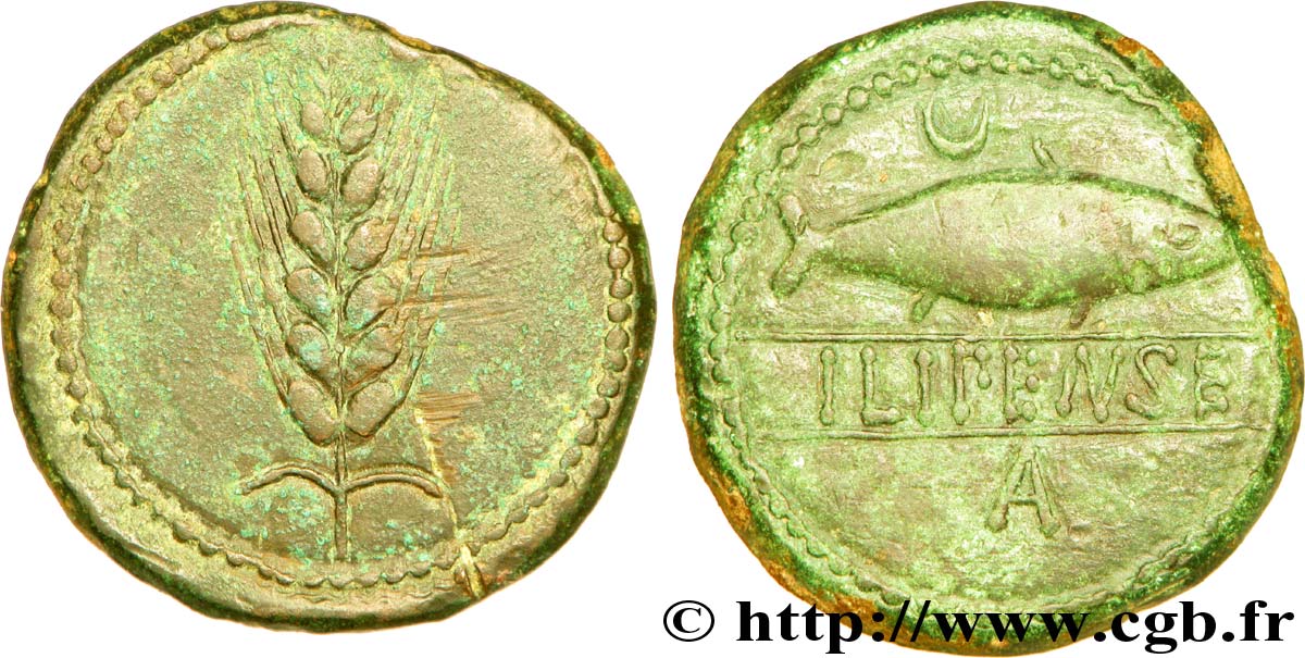 HISPANIA - ILIPENSE (Province de Alcala del Rio - Séville) Unité de bronze ou as, (GB, Æ 31) AU
