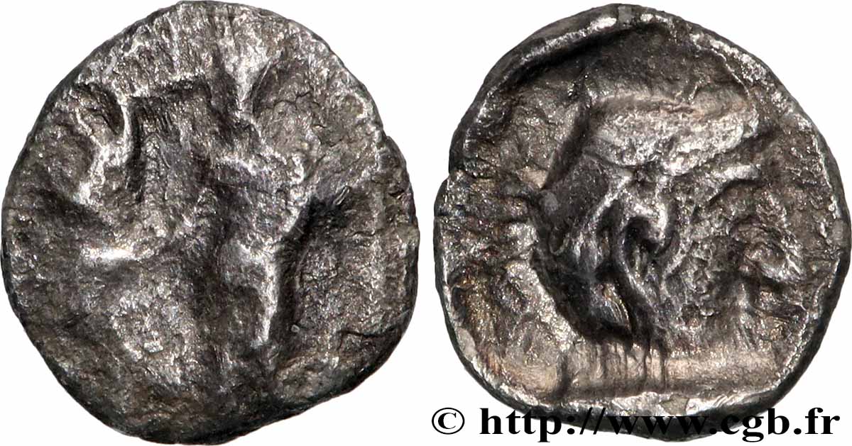 SAMARIE Hemibole TB+/TTB